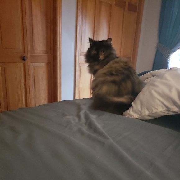 Meet your Posher, Kimberly - Picture 4 of 4